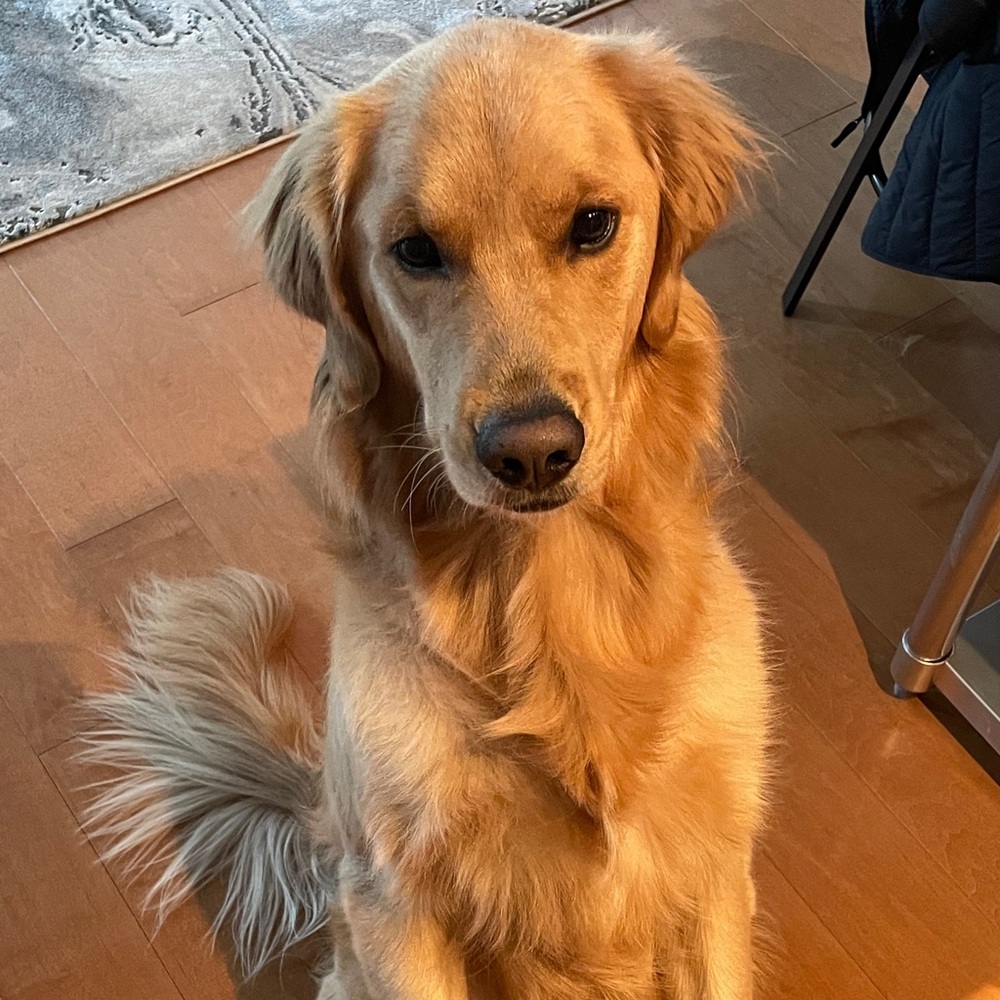 Meet your Posher, Justin